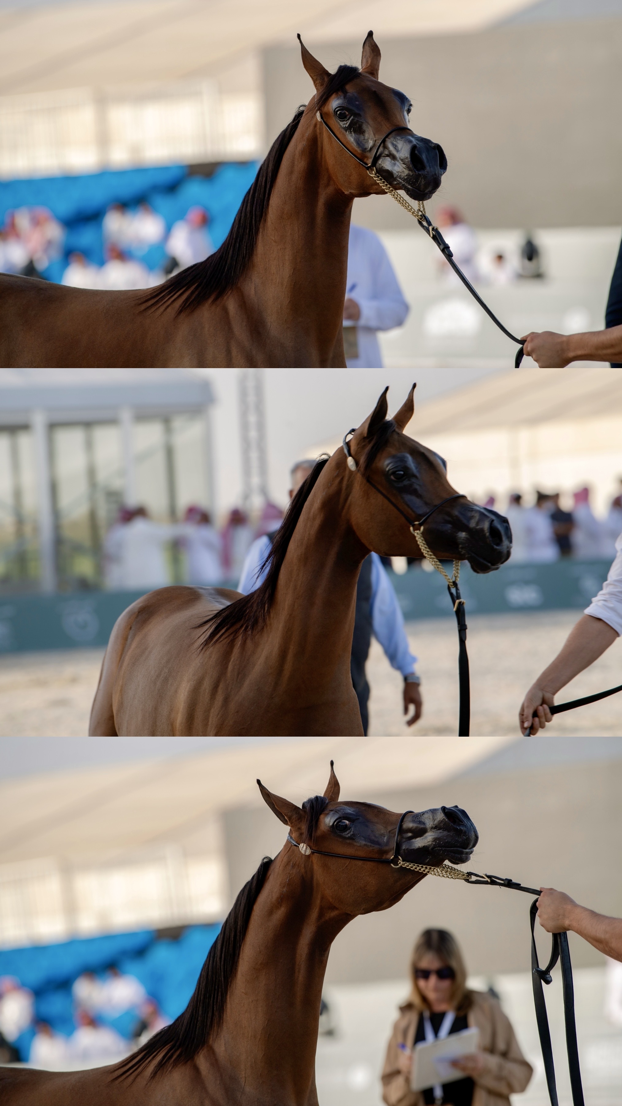 جمال الخيل العربي