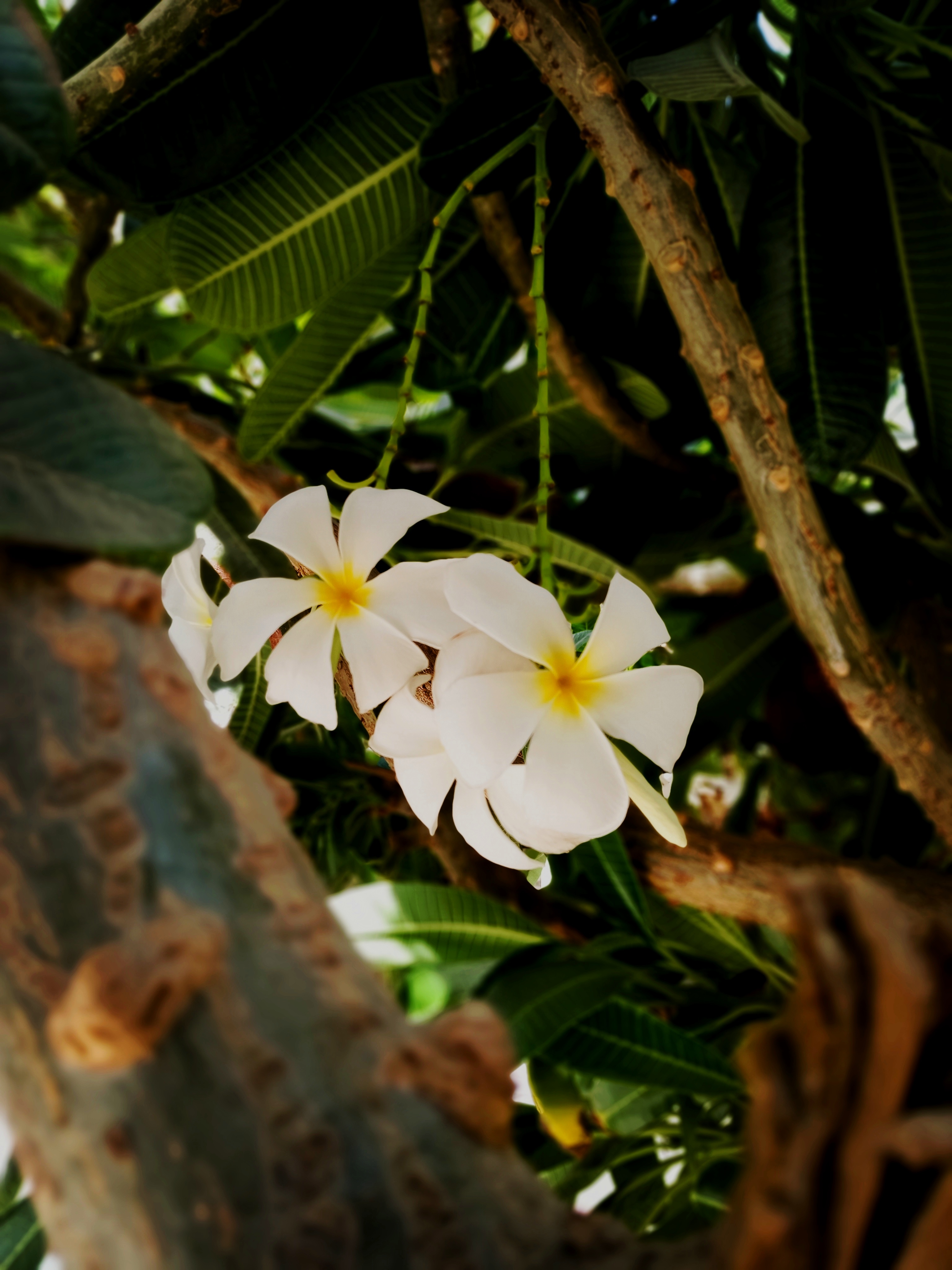 صور ورد الياسمين