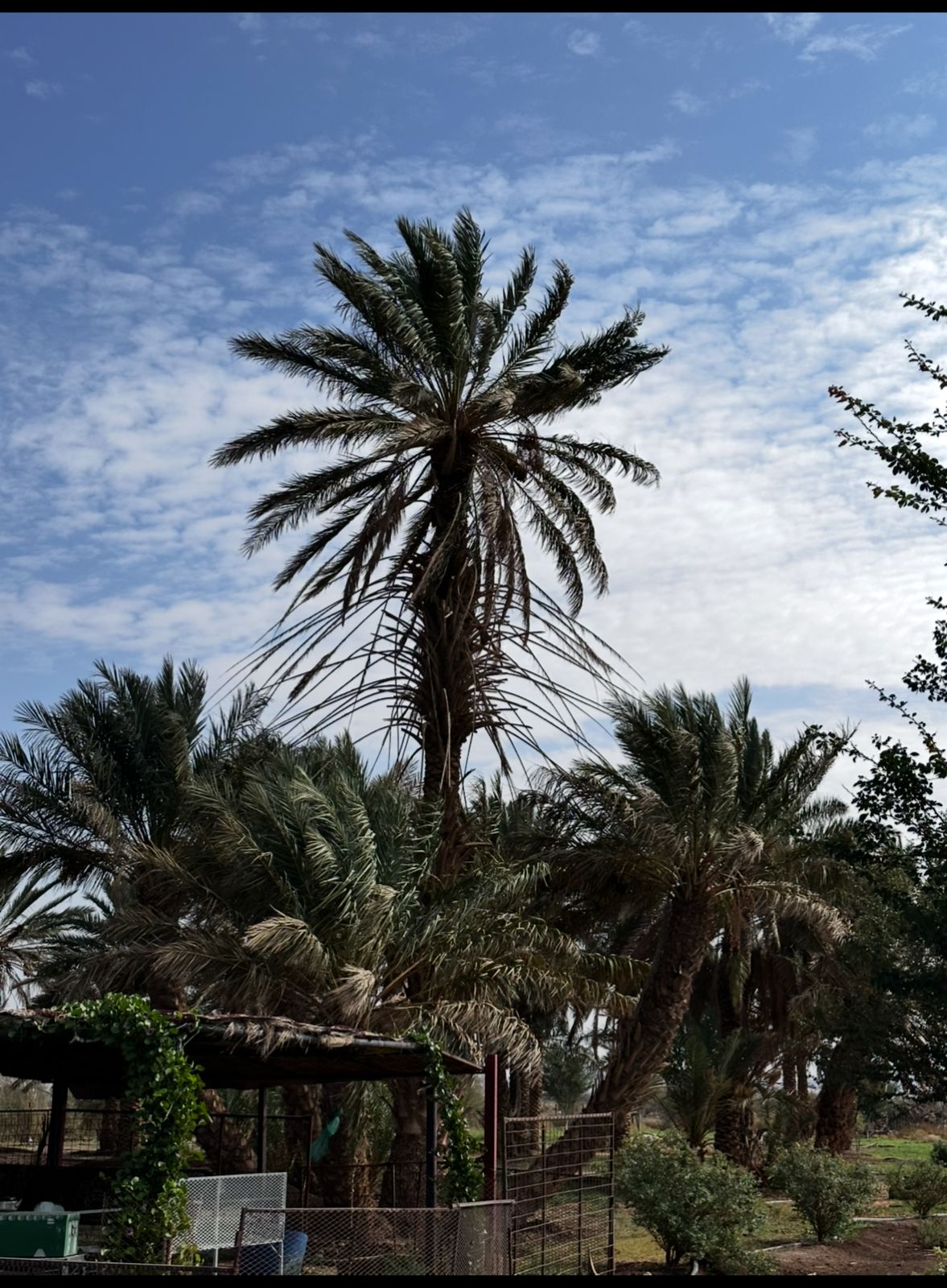 روح الطبيعة الخليجية