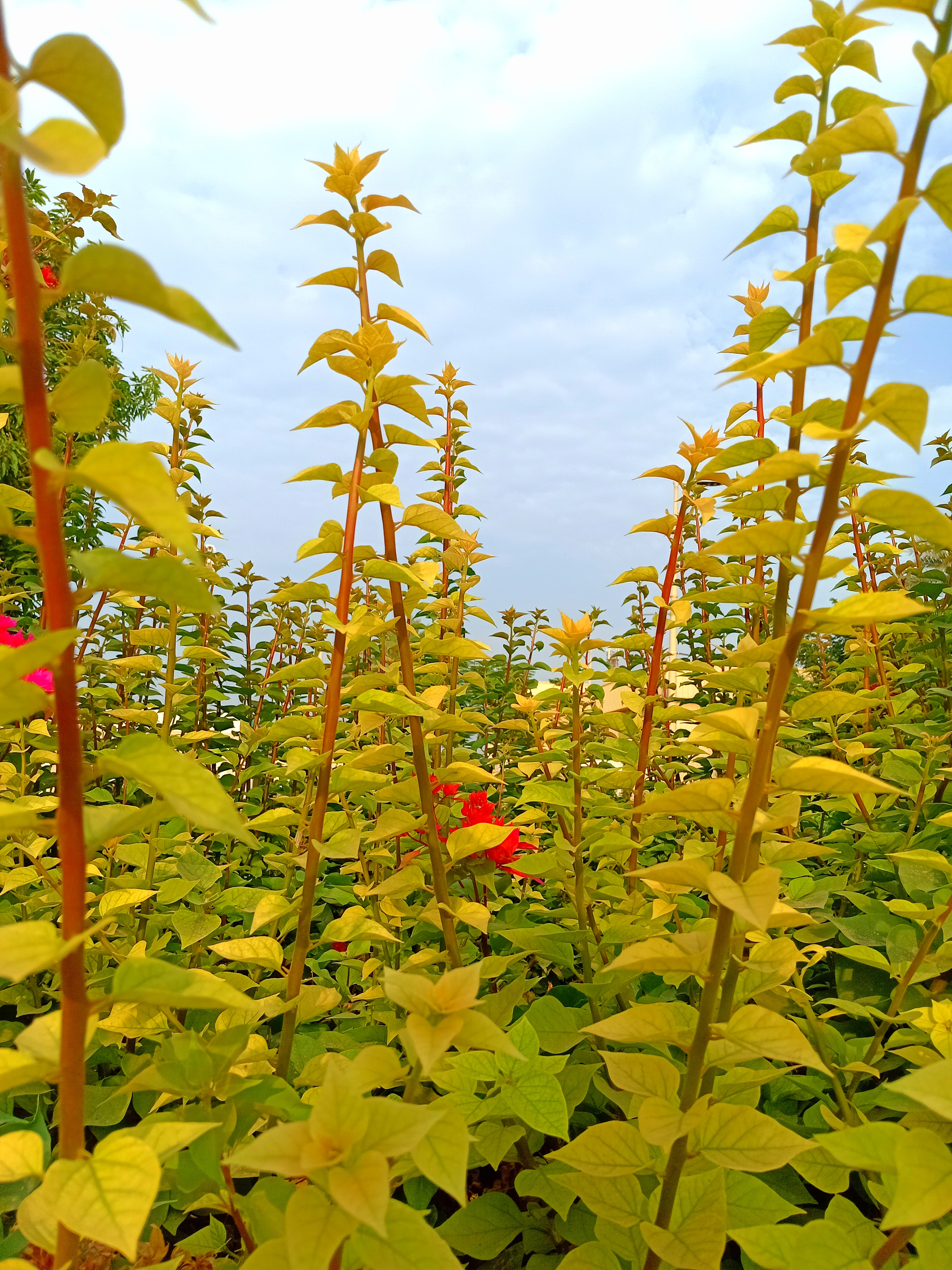 صور طبيعية أغصان شجر