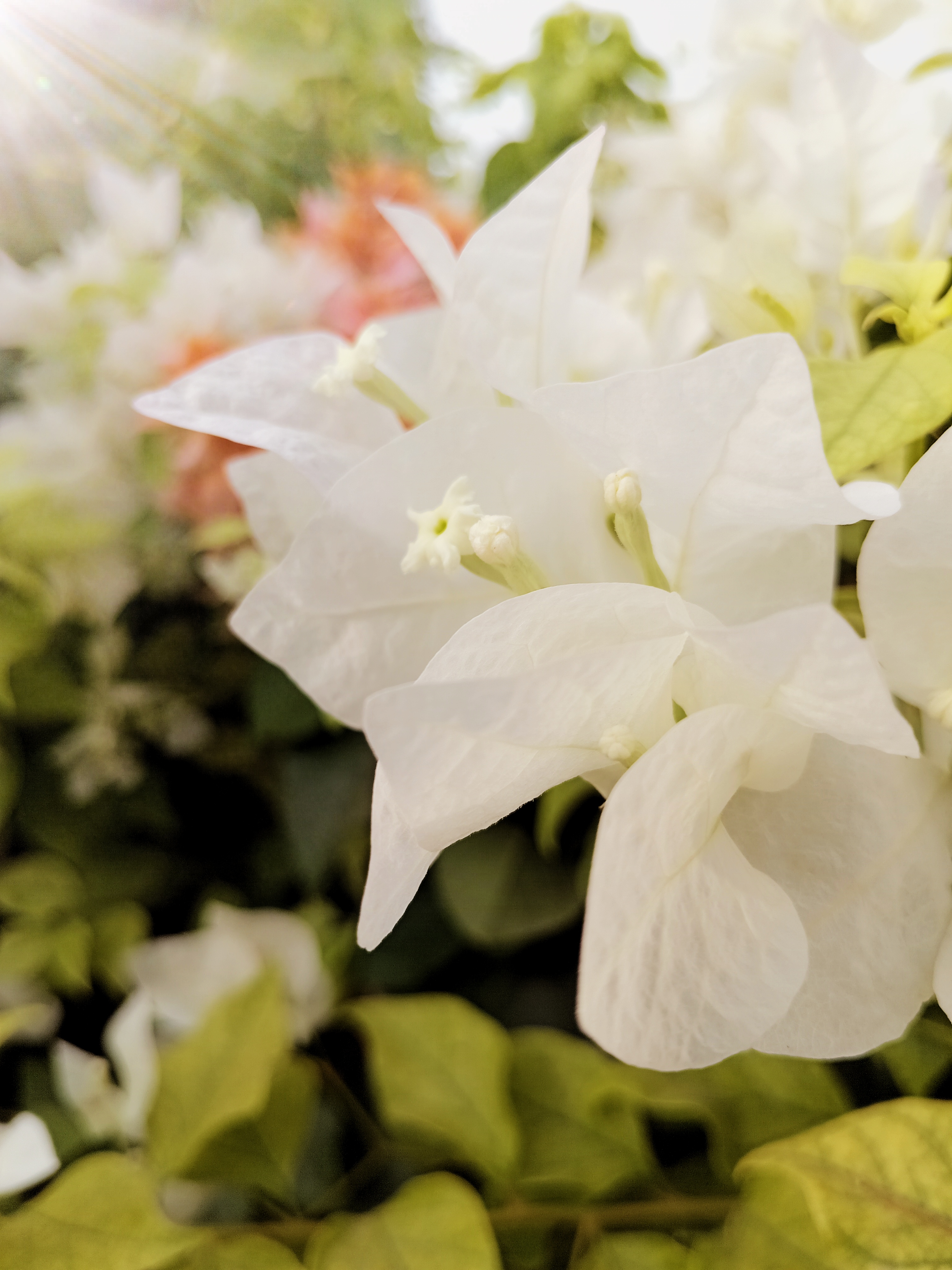 صور ورد طبيعة